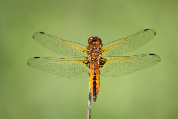 Libellula fulva?
